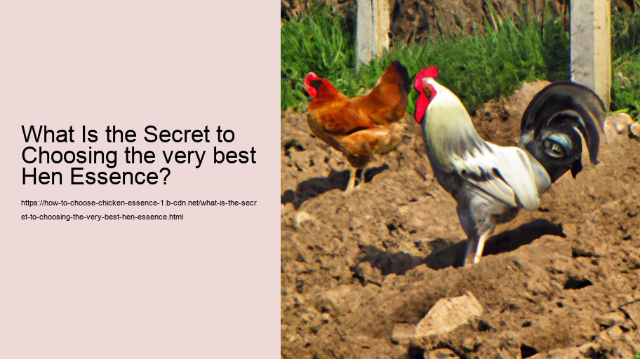 What Is the Secret to Choosing the very best Hen Essence?